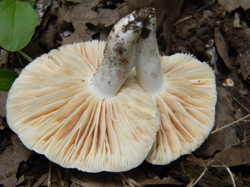 6) Fotogr.il 29.07.2014.sotto Quercia