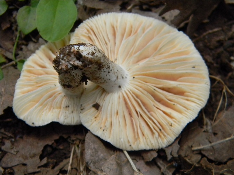 6) Fotogr.il 29.07.2014.sotto Quercia