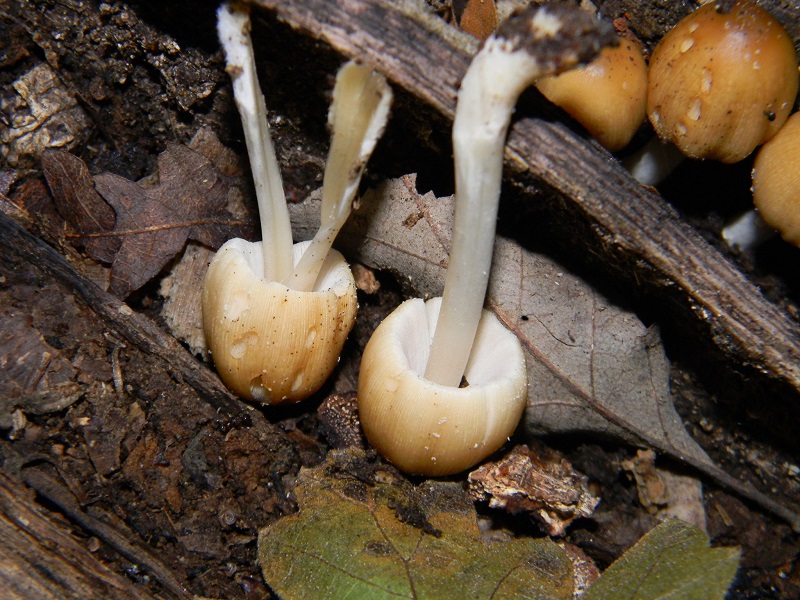 4) Fotogr.il 29.07.204. sotto Quercia legnicolo