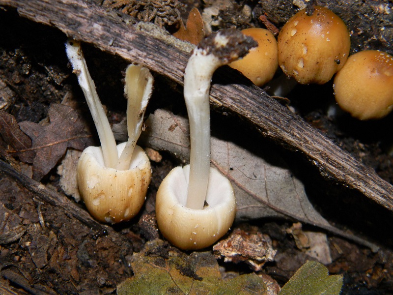 4) Fotogr.il 29.07.204. sotto Quercia legnicolo