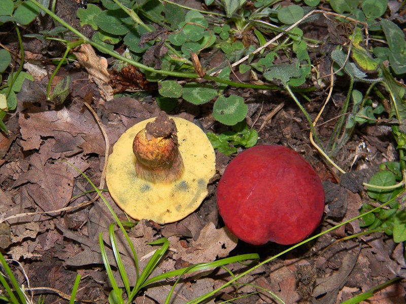 10) Fotogr.il 29.07.2014.sotto Quercia