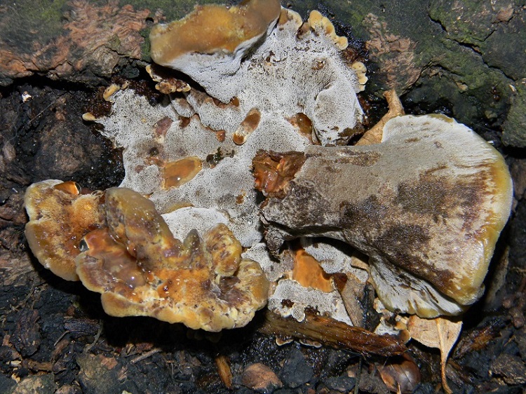 2) Fotogr.il 29.07.2014.sotto Quercia legnicolo