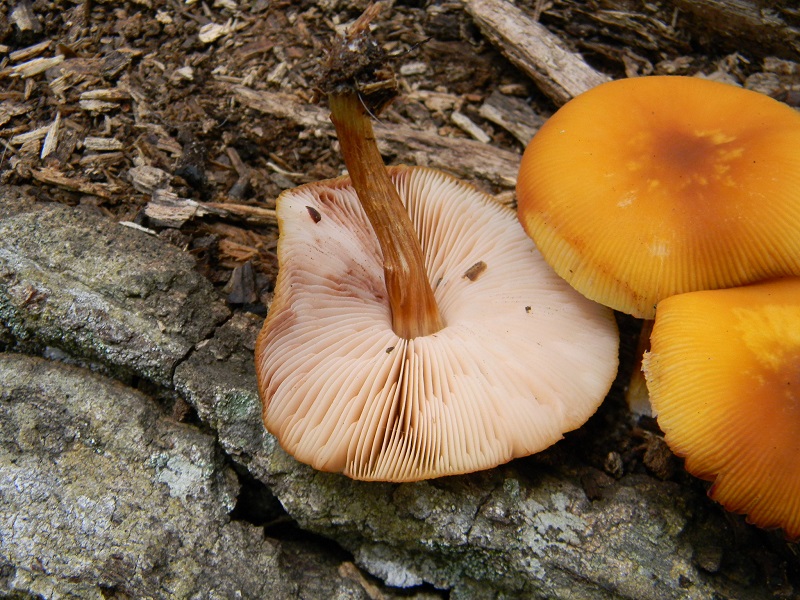 3) Fottogr.il 29.07.2014.sotto Quercia legnicolo