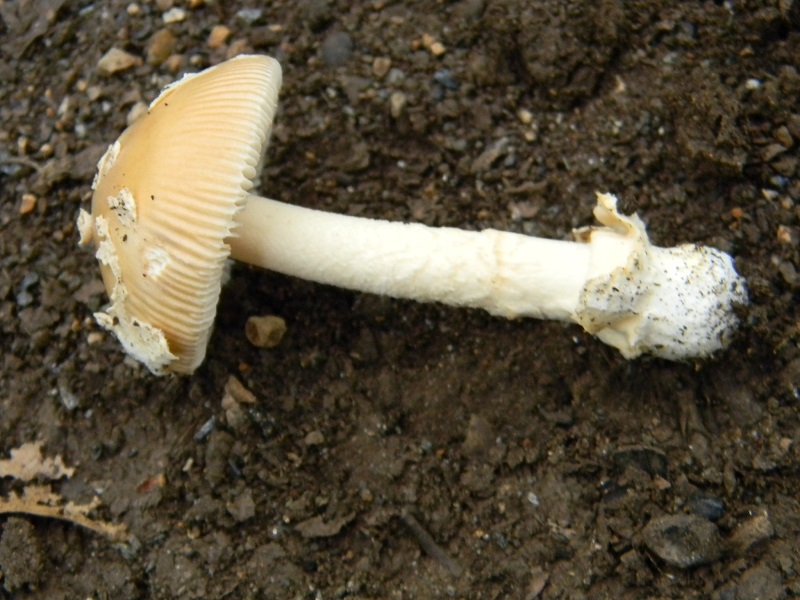 7) Fotogr.il 29.07.2014.sotto Quercia