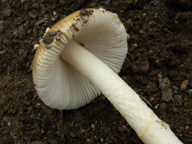 7) Fotogr.il 29.07.2014.sotto Quercia