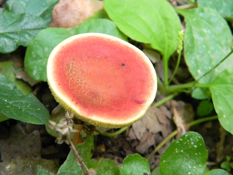 11) Fotogr.il 29.07.2014.sotto Quecia