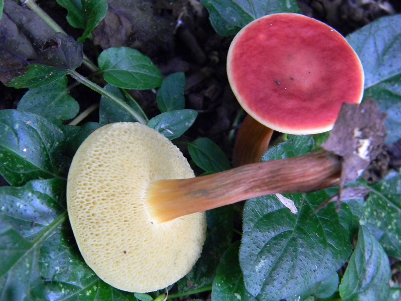 11) Fotogr.il 29.07.2014.sotto Quecia