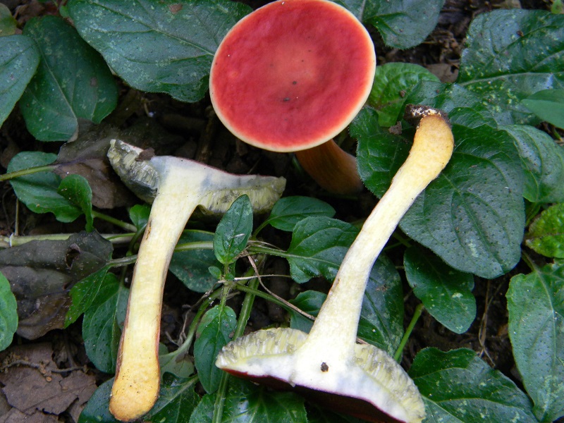 11) Fotogr.il 29.07.2014.sotto Quecia