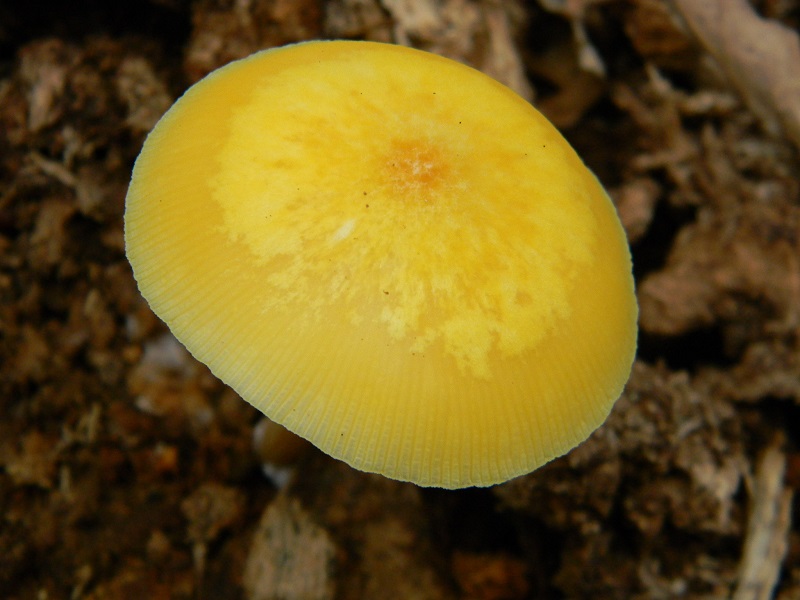 9) Fotogr.il 29.07.2014.sotto Quercia legnicolo