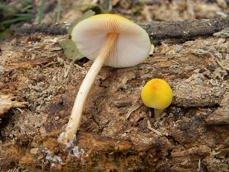 9) Fotogr.il 29.07.2014.sotto Quercia legnicolo