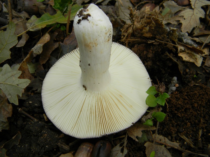 28) fotogr. il. 6.11.2012. sotto Quercia