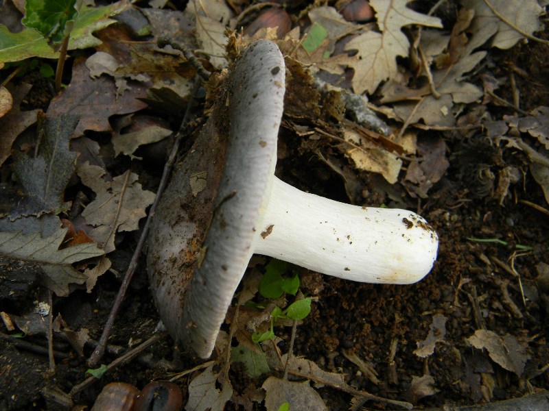 28) fotogr. il. 6.11.2012. sotto Quercia