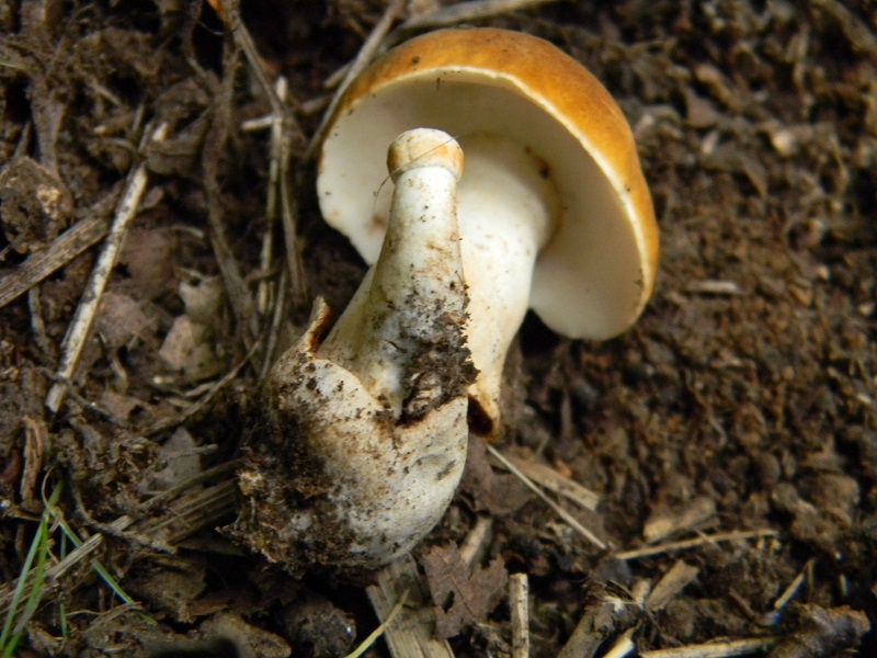 8) Fotogr. il 29.07.2014.sotto Quercia