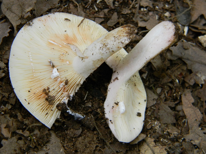 12) Fotogr.il 29.07.2014.sotto Quercia