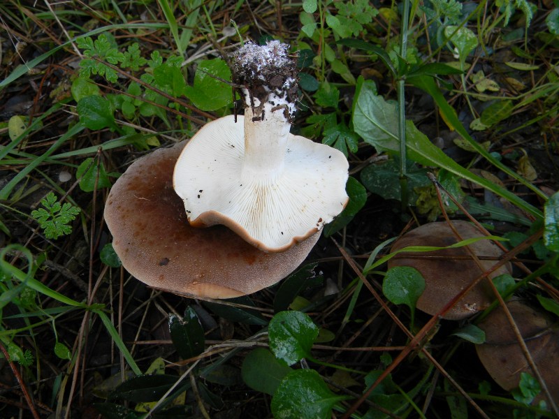 1) Fotogr. il 9.11.2012. sotto pineta marina con  Leccio