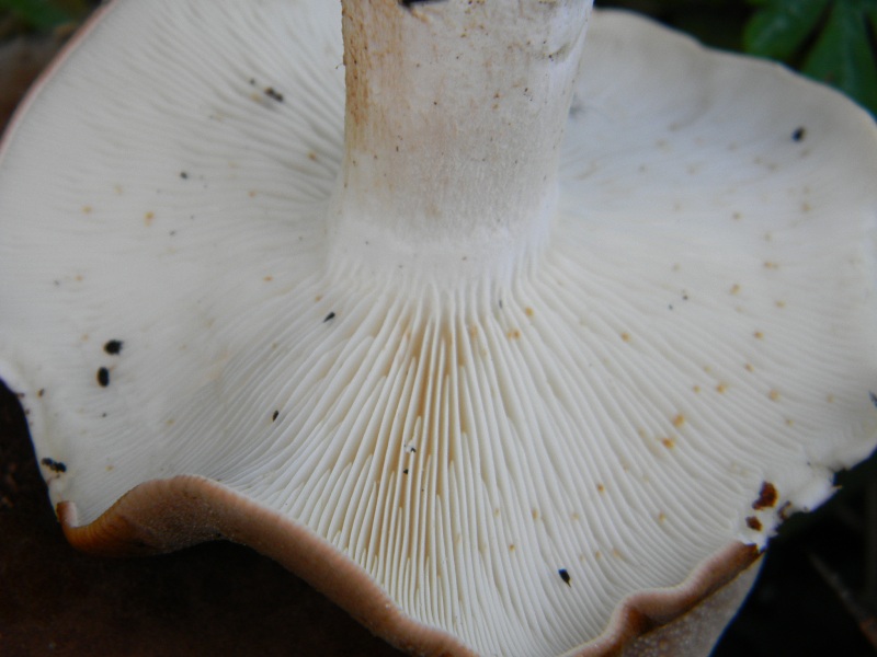 1) Fotogr. il 9.11.2012. sotto pineta marina con  Leccio