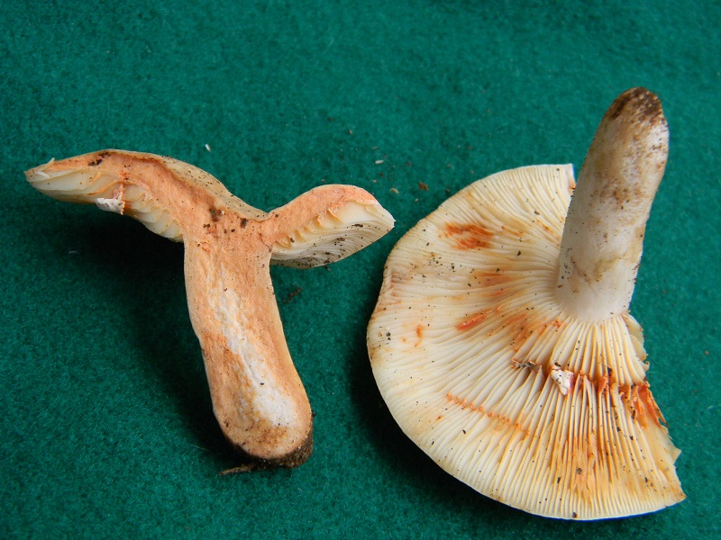 12) Fotogr.il 29.07.2014.sotto Quercia