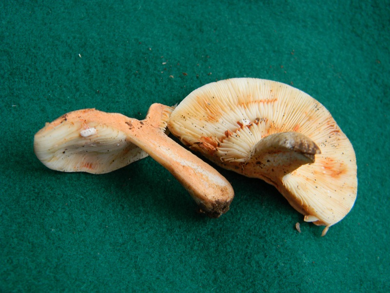 12) Fotogr.il 29.07.2014.sotto Quercia