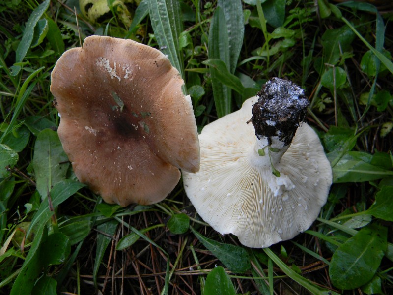 6) Fotogr. il 9.11.2012. sotto pineta marina con Leccio