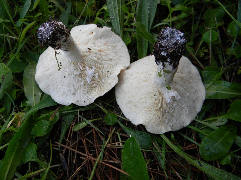 6) Fotogr. il 9.11.2012. sotto pineta marina con Leccio