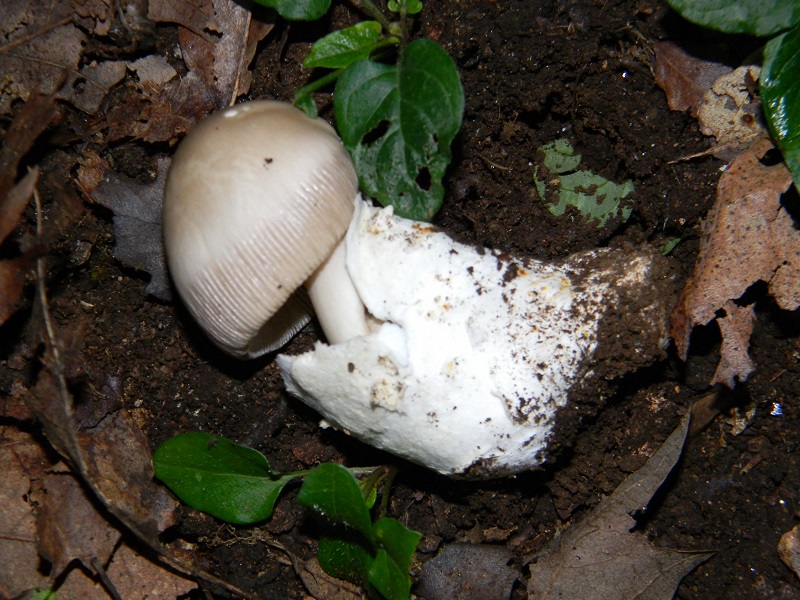 5) Fotogr.1.08.2014.sotto Quercia