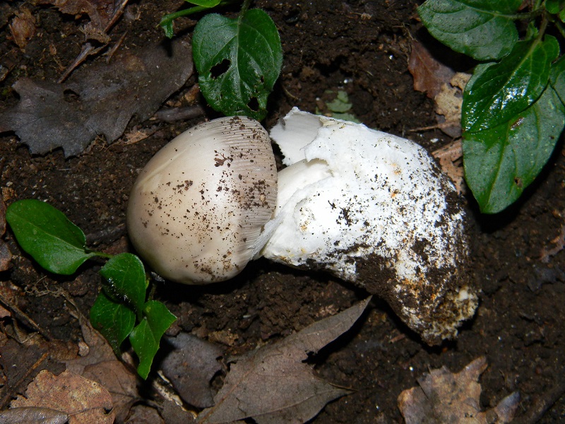 5) Fotogr.1.08.2014.sotto Quercia