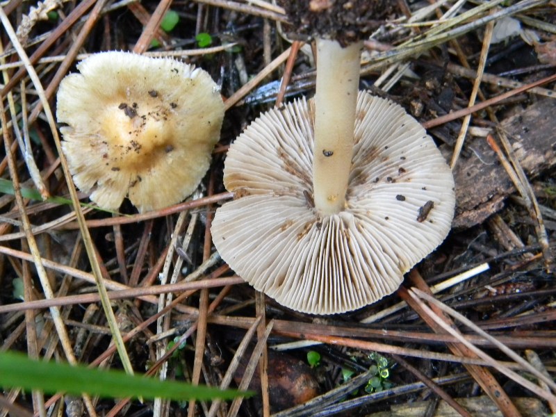 19) Fotogr. il 9.11.2012. sotto pineta marina con Leccio