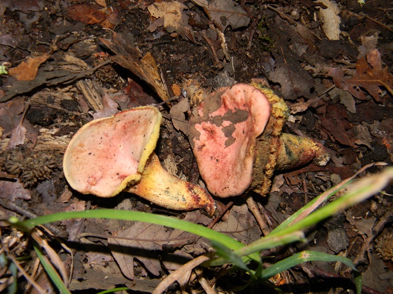 8) Fotogr.1.08.2014. sotto Quercia