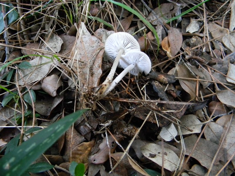 11) Fotogr. il 9.11.2012. sotto pineta marina con Leccio