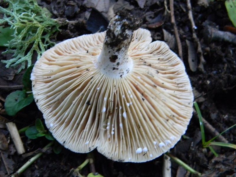 7) Fotogr.1.08.2014.sotto Quercia