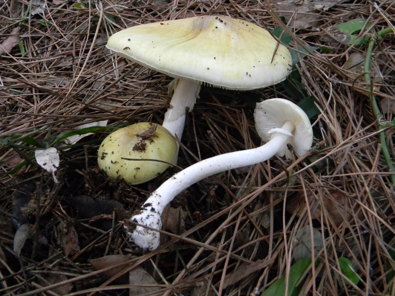 13) Fotogr. il 9.11.2012. sotto pineta marina con Leccio