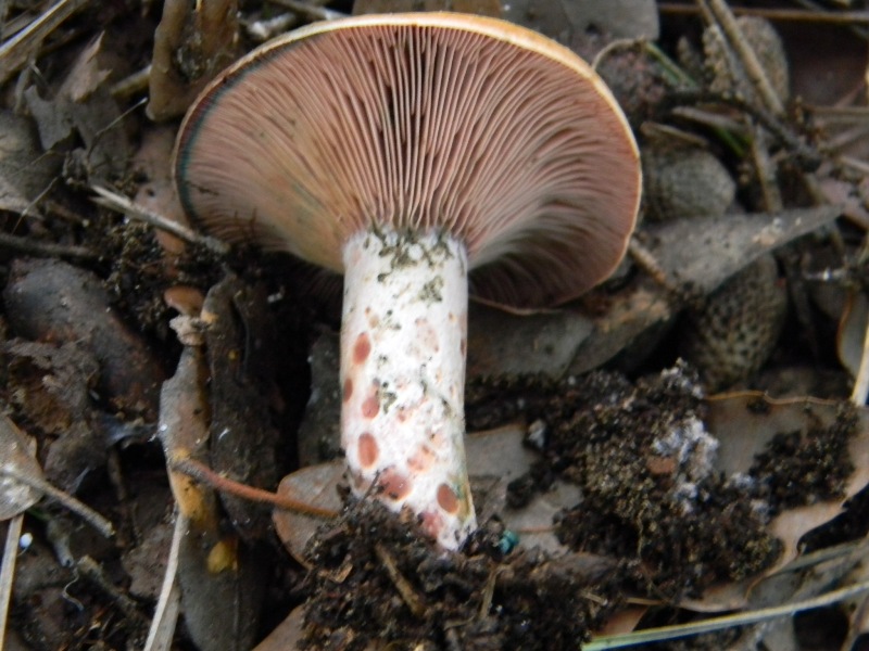 20) Fotogr. il 9.11.2012. sotto pineta marina con Leccio