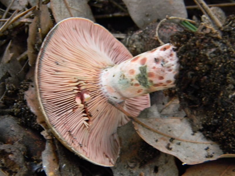 20) Fotogr. il 9.11.2012. sotto pineta marina con Leccio