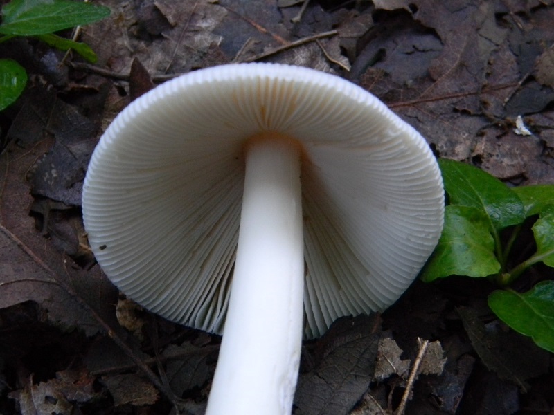 6) Fotogr.1.08.2014.sotto Quercia