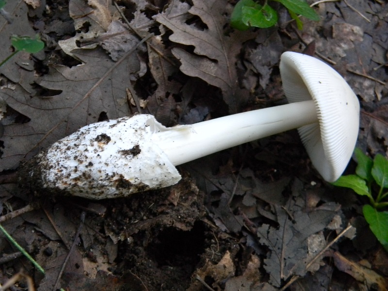 6) Fotogr.1.08.2014.sotto Quercia