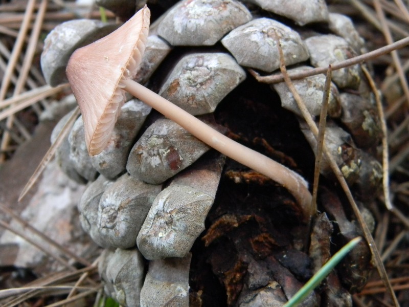 10) Fotogr. il 9.11.2012. sotto pineta marina con Leccio