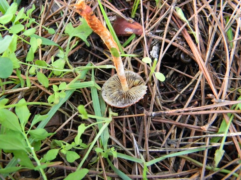 9) Fotogr. il 9.11.2012. sotto pineta marina con Leccio