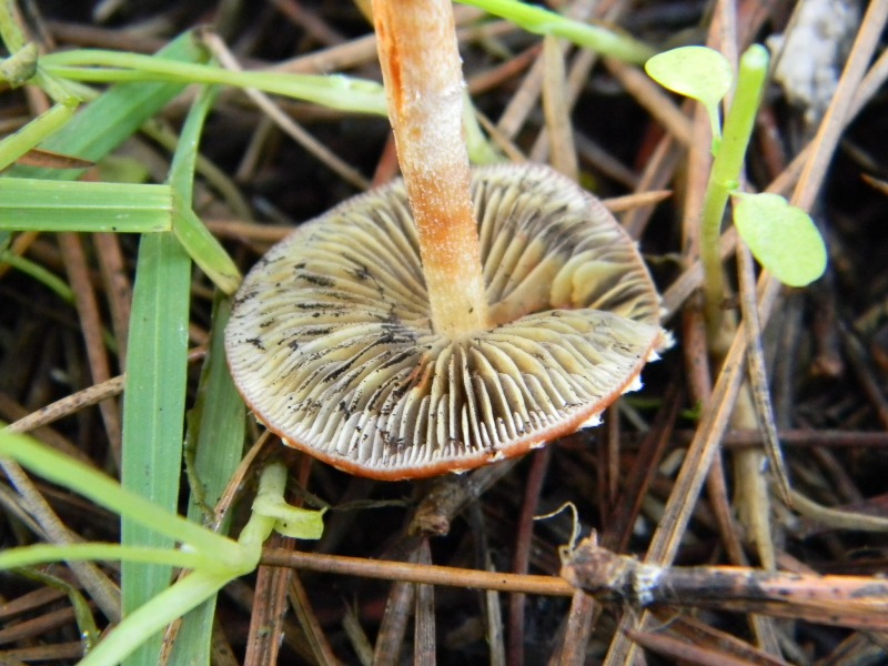 9) Fotogr. il 9.11.2012. sotto pineta marina con Leccio