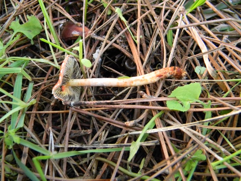 9) Fotogr. il 9.11.2012. sotto pineta marina con Leccio