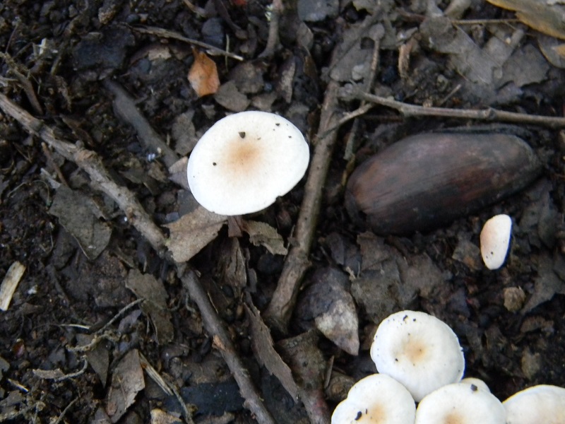 2) Fotogr. 1.08.2014.sotto Quercia