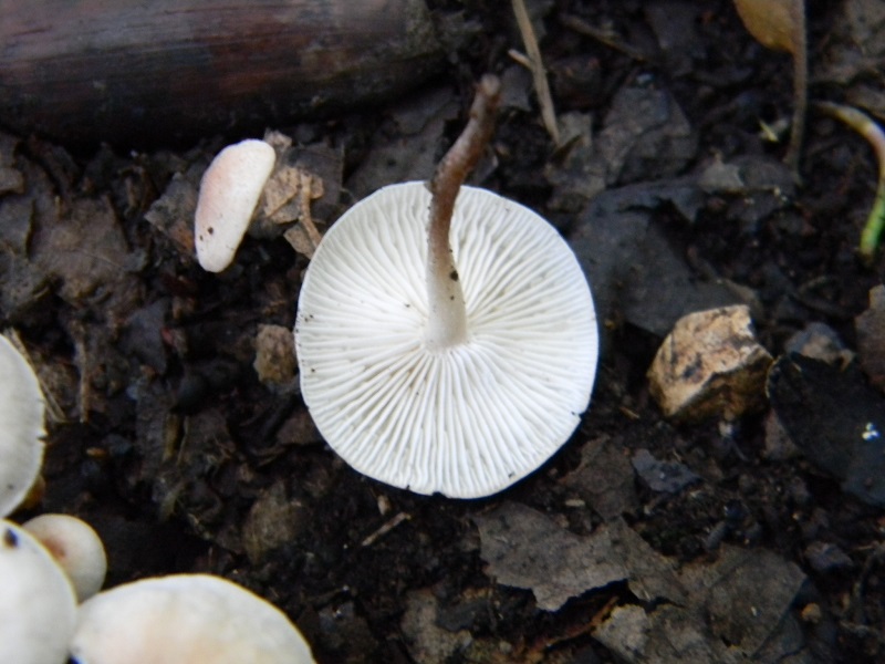 2) Fotogr. 1.08.2014.sotto Quercia