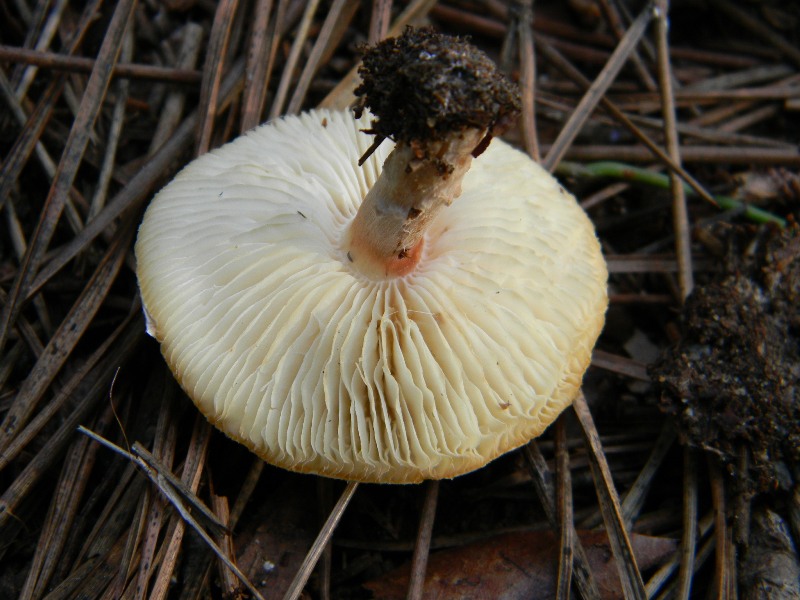 15) Fotogr. il 9.11.2012. sotto pineta marina con Leccio