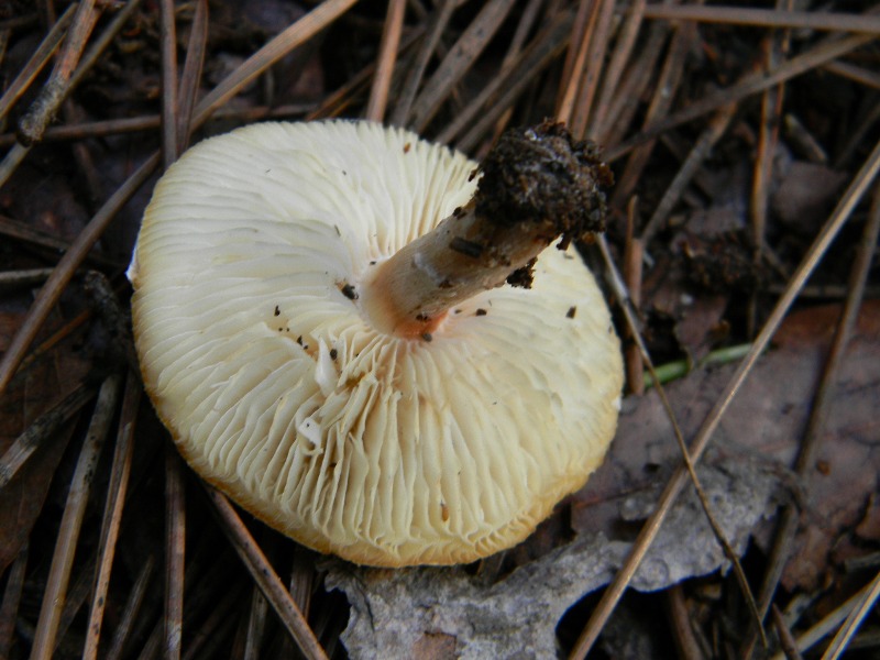 15) Fotogr. il 9.11.2012. sotto pineta marina con Leccio