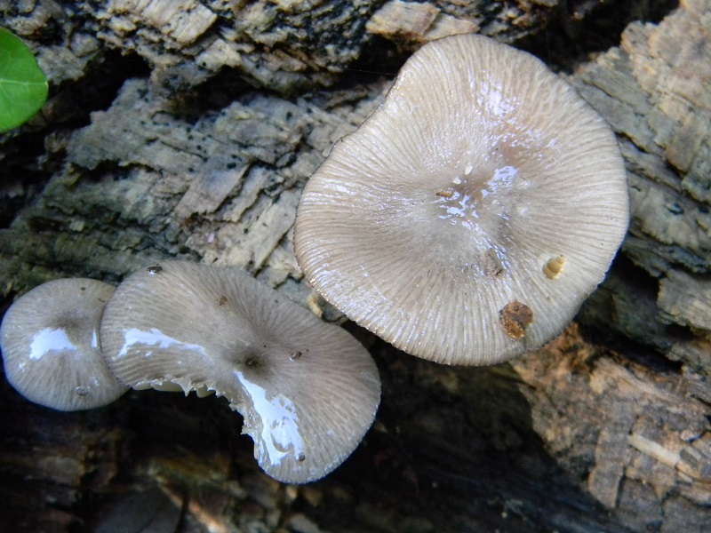 10) Fotogr. 1.08.2014.sotto Quercia legnicolo