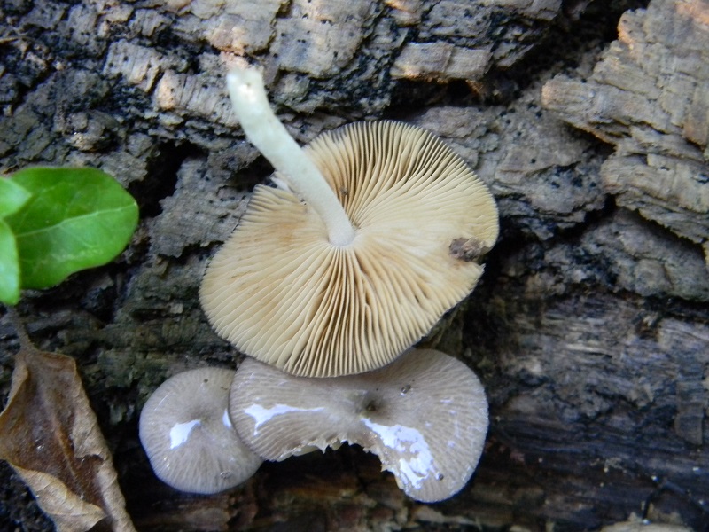 10) Fotogr. 1.08.2014.sotto Quercia legnicolo