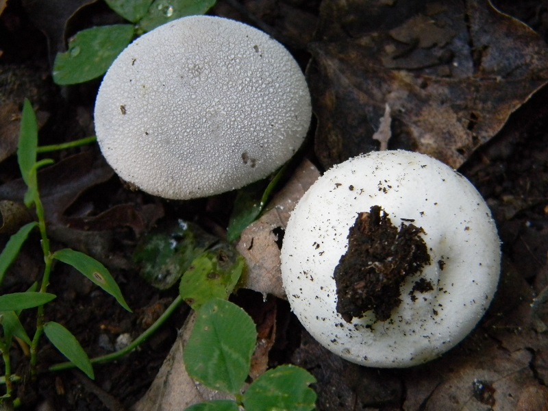 1) Fotogr.1.08.2014. sotto Quercia