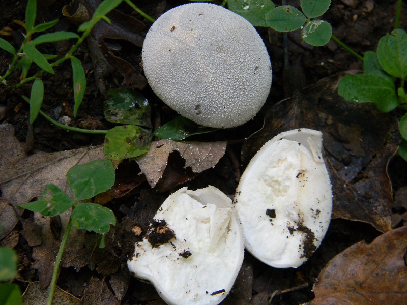 1) Fotogr.1.08.2014. sotto Quercia