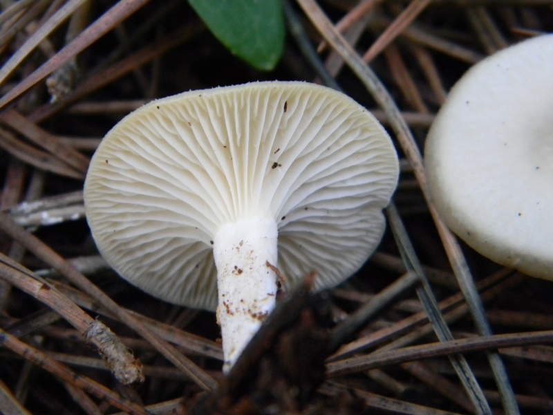 16) Fotogr. il 9.11.2012. sotto pineta marina con Leccio