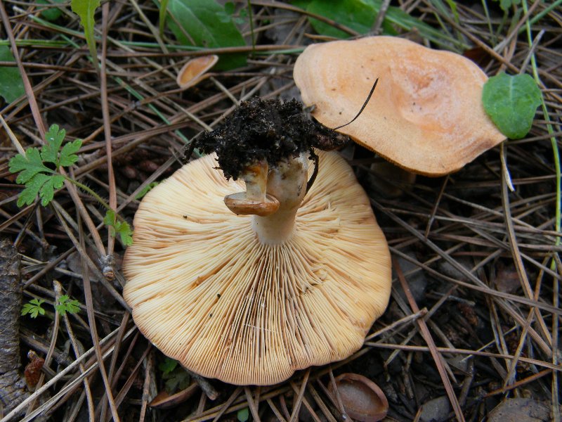 22) Fotogr. il9.11.2012. sotto pineta marina con Leccio