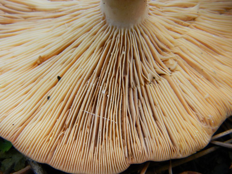 22) Fotogr. il9.11.2012. sotto pineta marina con Leccio